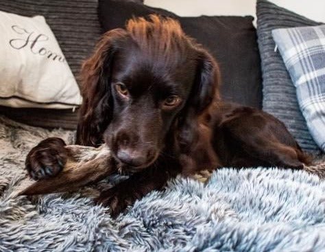 Venison ears for puppies hotsell
