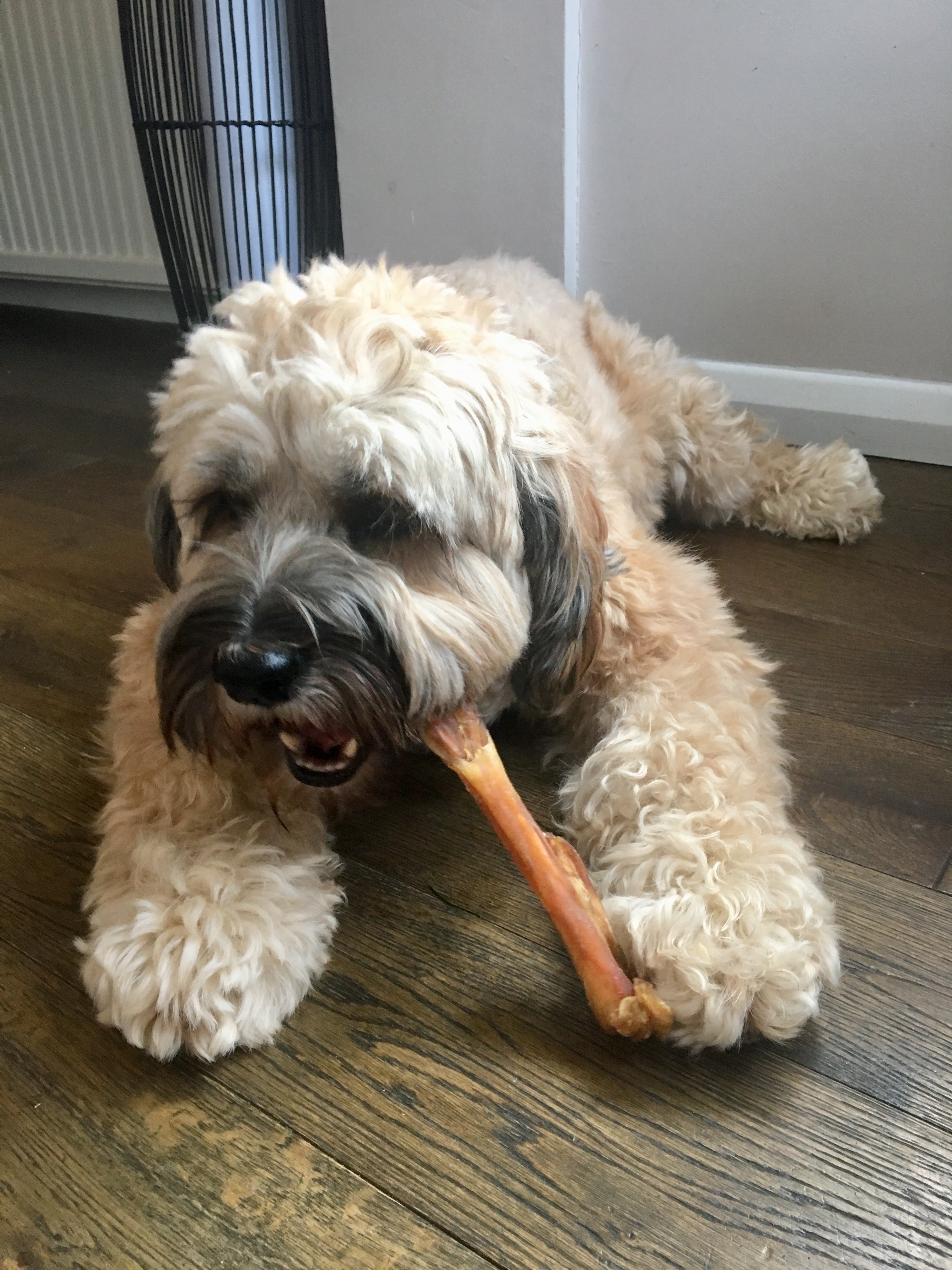 Beef tendons clearance for dogs