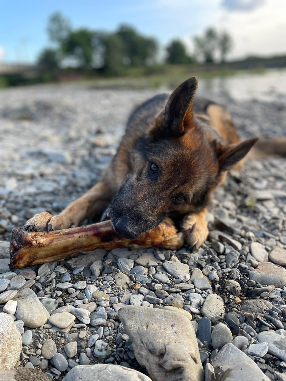 Beef feet shop for dogs